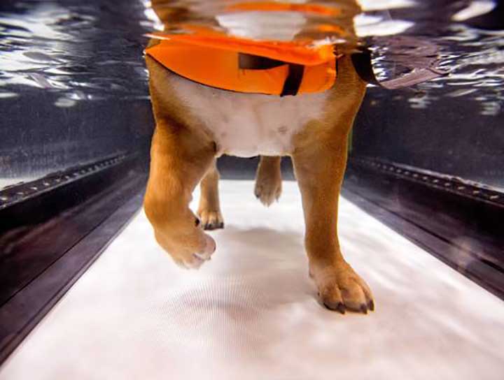 Hydrotherapy for Dogs