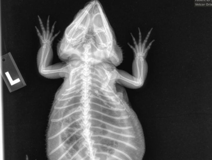 Pet Digital Radiology