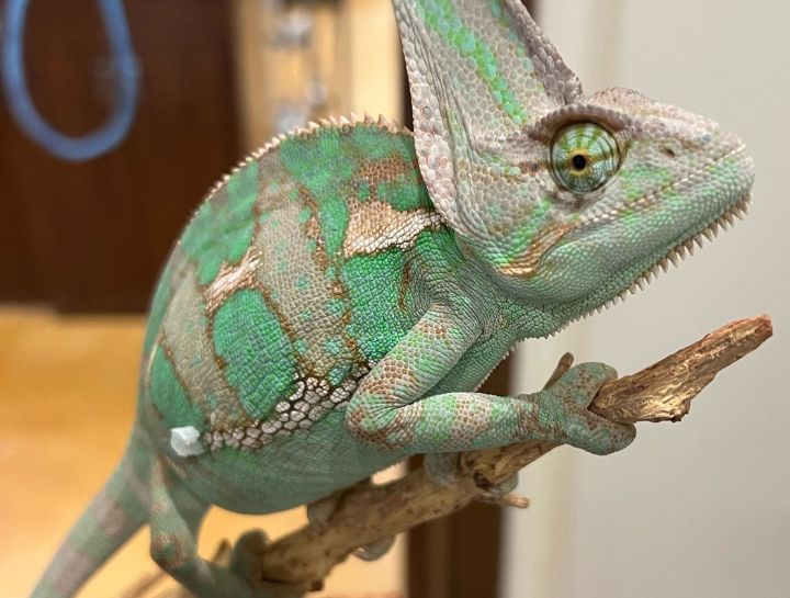 Exotic Vet in Baldwin Park