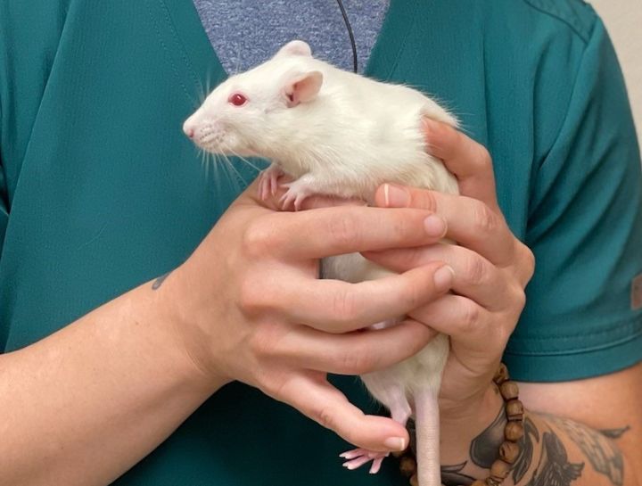 Baldwin Park Small Animal Hospital